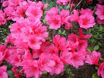 'Garden State Pink'