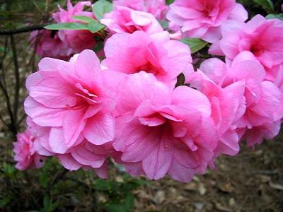 'Pink Camellia'