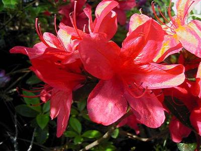 'Coronado Red'