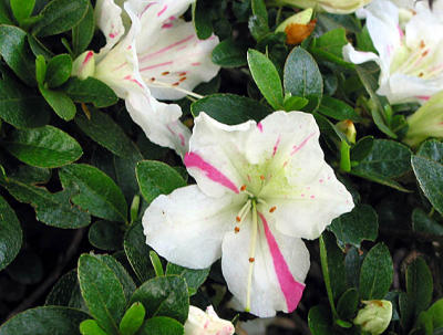 'Fuji-nishiki'