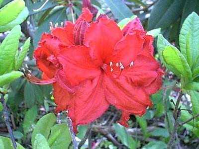 'King's Red'