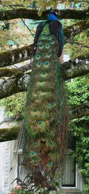 Peacock 2.jpg