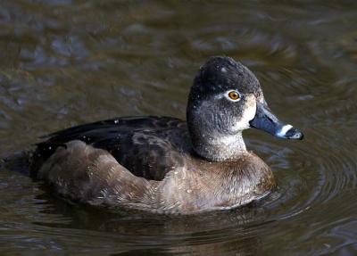 Birds Ring-Necked Duck