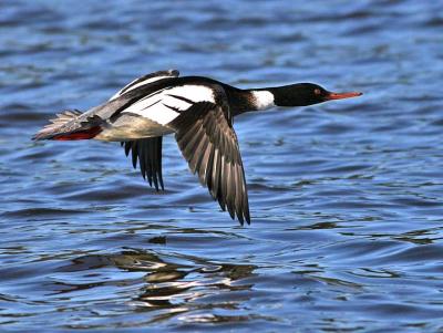 Male Red Brested Merganzer