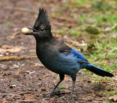 Birds Steller's Jay