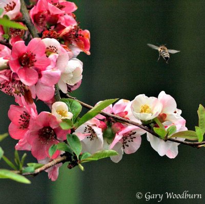 flowers_4434.jpg
