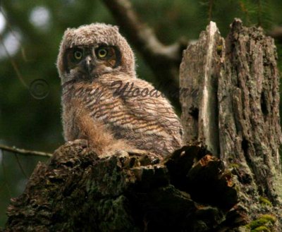 IMG owl_2090.jpg