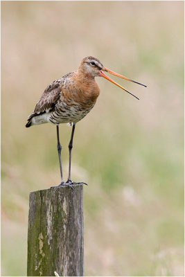 Grutto / Black - tailed Godwit