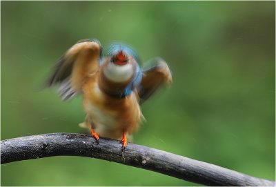 Also Kingfishers going crazy ;)