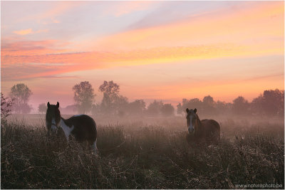 Beautiful sunrise in Lommel