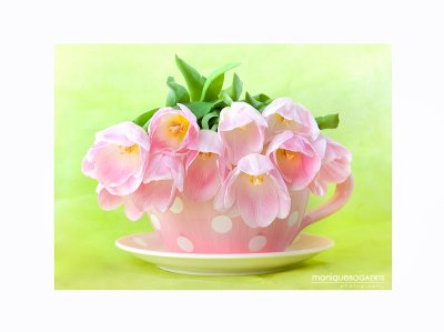 Teacup Tulips