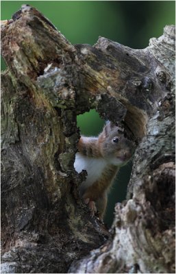 The baby squirrels :)