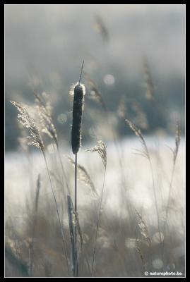 CRW_0593cn.jpg