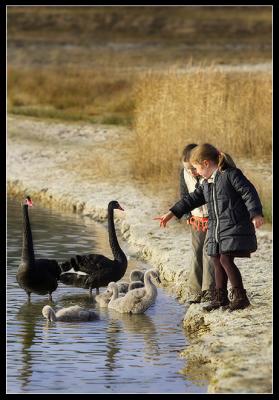 Black Swans Sahara Lommel