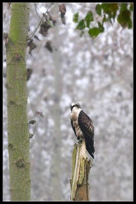 Osprey