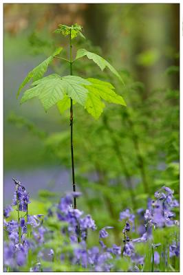 IMG_3817c.jpg