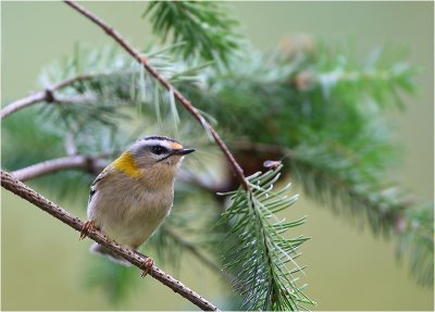 Firecrest / Vuurgoudhaan