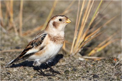 Snow Bunting / Sneeuwgors