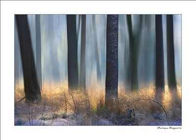 *** Mystic Woods ***