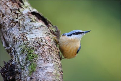 *** Nuthatch & Creepers ***
