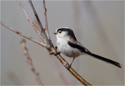 Long tailed Tit / Staartmees