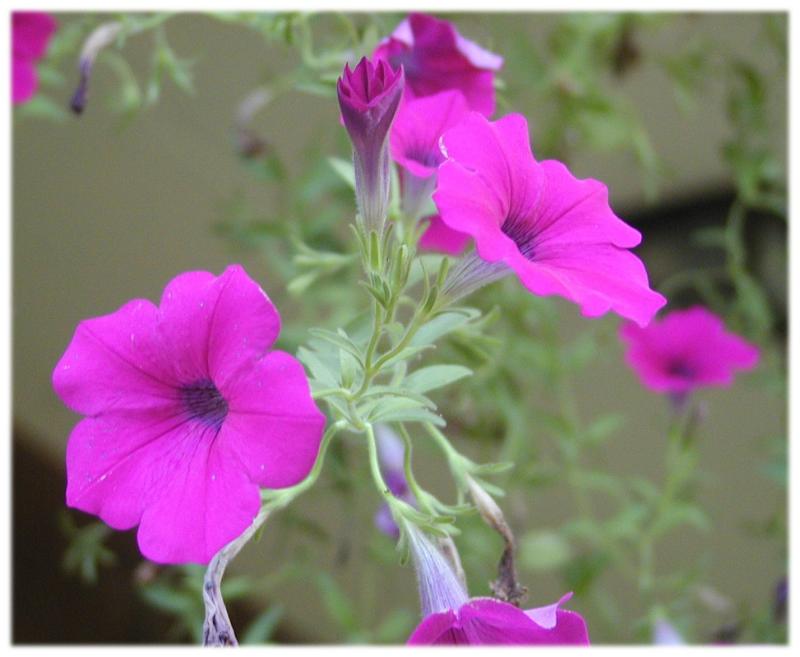 Flowers 7 (Raw Image)