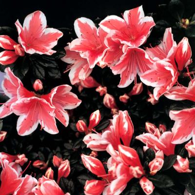 41231810.FLOWER_3s.jpg