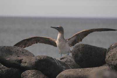 Blue Footed Booby Cooling Off