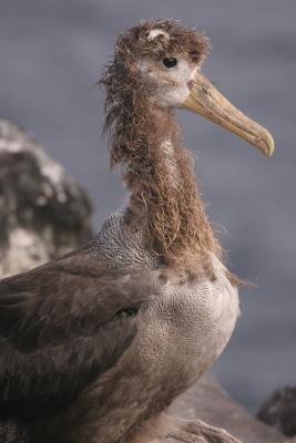 Young Albatross