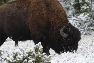 Closer look at that Bison