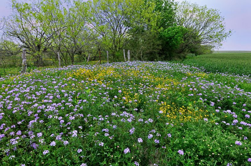 Ranch wildflowers 2010