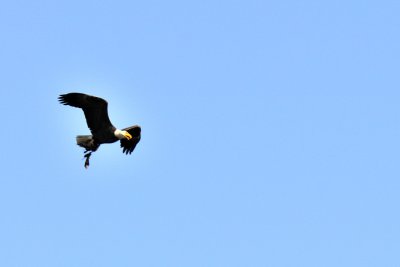 American Bald Eagle on the Katie Prairie