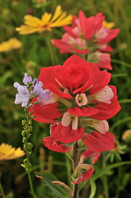 Indian Paintbrushes