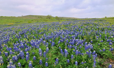 Bluebonnets, ranch 2010