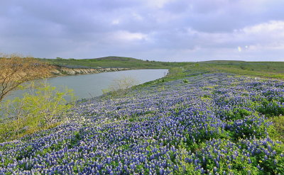 Ranch bluebonnets 2010