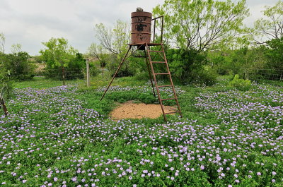 Spring, 2010 - So. Texas Wildflowers