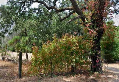 The poison oak is starting to turn red.