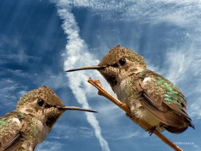 Curious Hummers