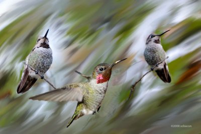 Hummers At Play
