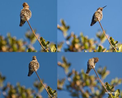 Orginal Hummer Composite