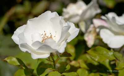 The simple beauty of a white rose!
