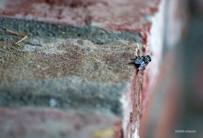 Just a fly on the wall.