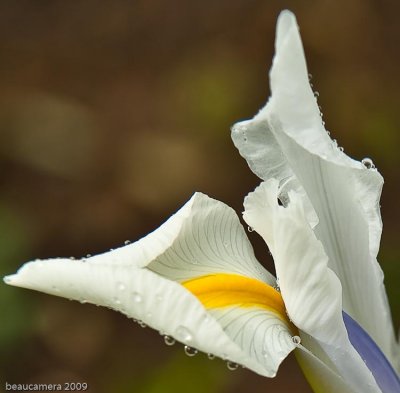 White Iris unfurling in the rain.                                                beaucamera 2009.jpg