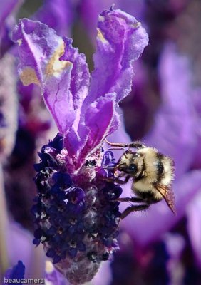 Bee at work in the lavender
