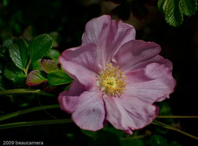 Wild Rose in a delicate pink