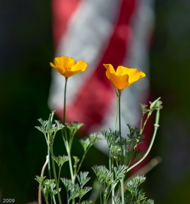 Poppies and Stripes