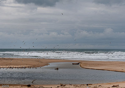 Shore birds congregate at the mouth of the lagoon
