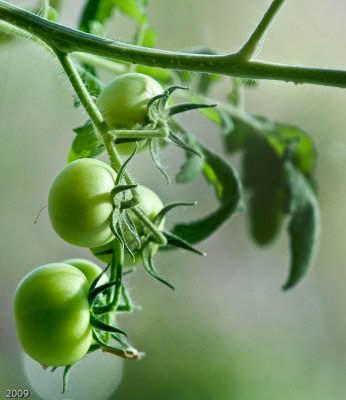 Green tomatoes on the vine