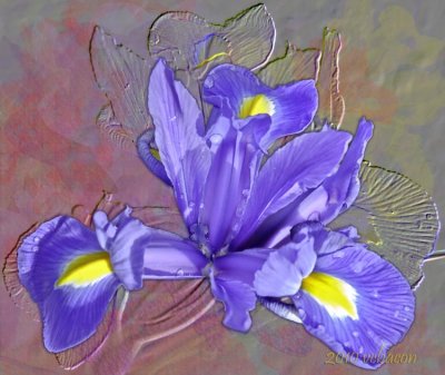 Purple Iris painted with rain