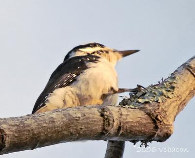 The Woodpecker's Chirp